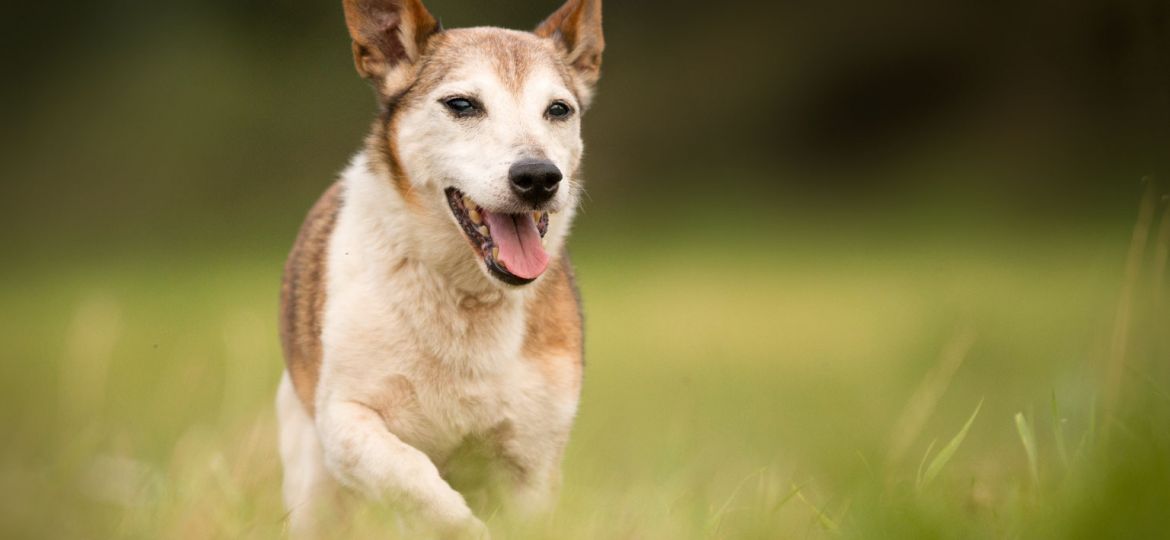Verbesserung der innere Einstellung hilft dem Hundetraining