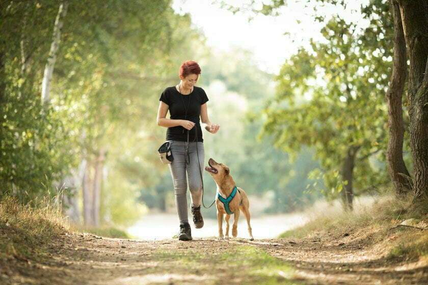 Gassiservice und Trainingsspaziergang für deinen Hund